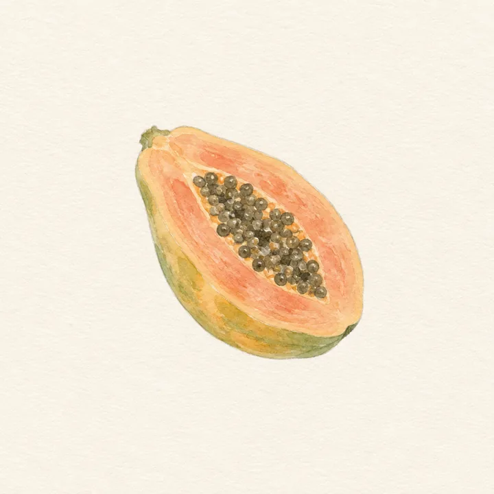 Akvarell av en papaya