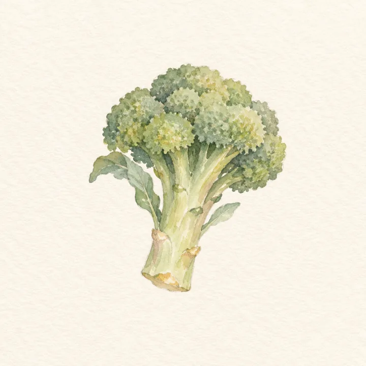 Akvarell av en broccoli
