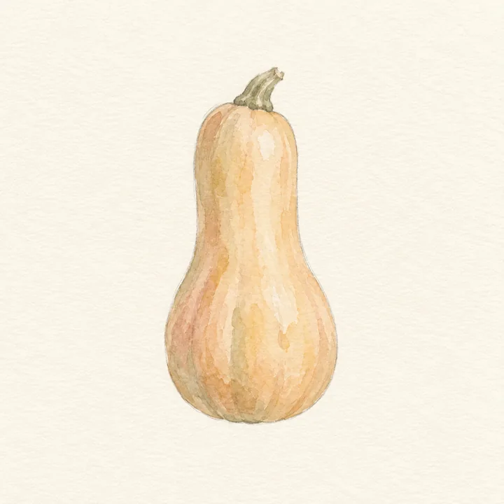 Akvarell av en butternutpumpa